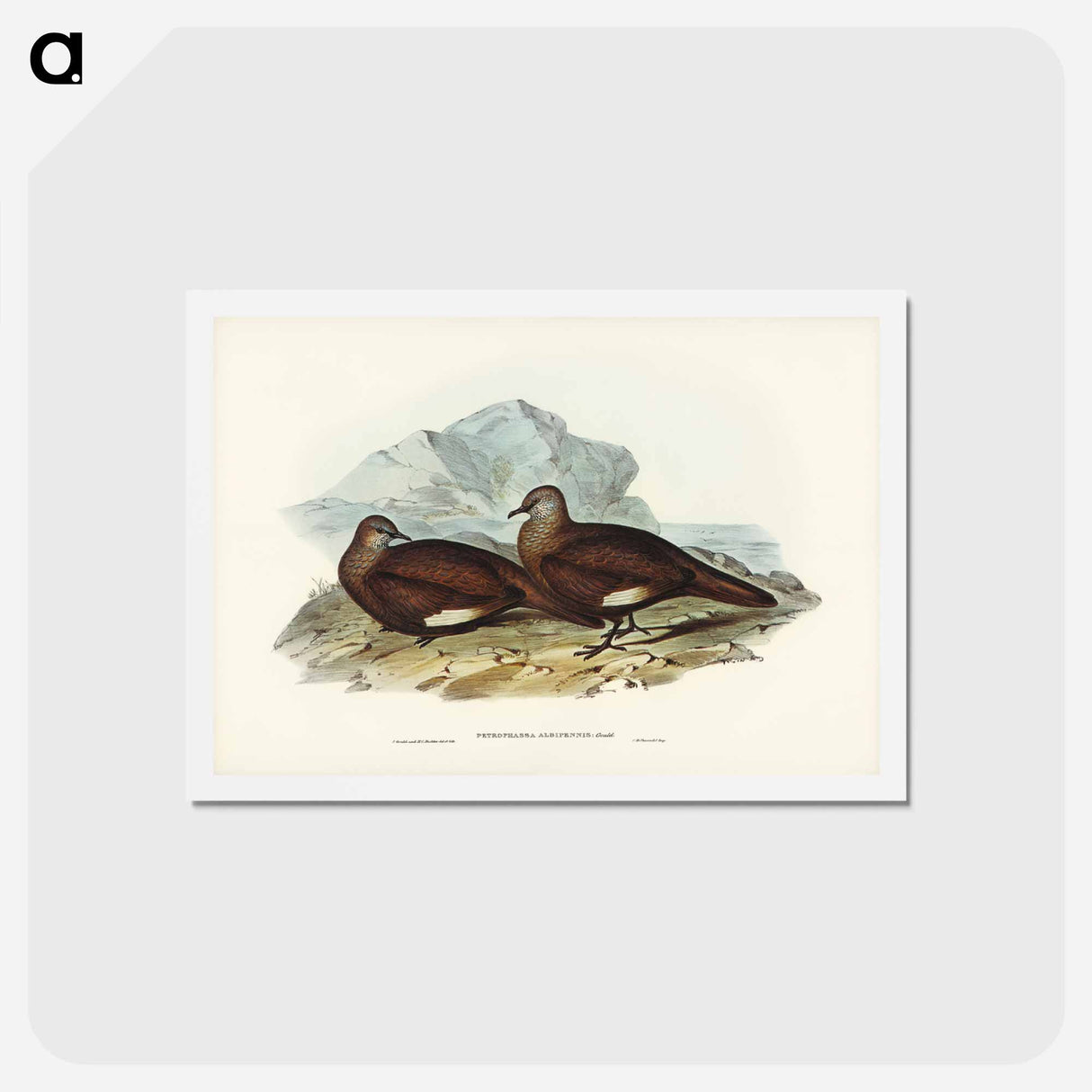 アートポストカード-White-quilled Rock Dove
 - ジョン グールド Postcard.