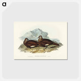 アートポストカード-White-quilled Rock Dove
 - ジョン グールド Postcard.