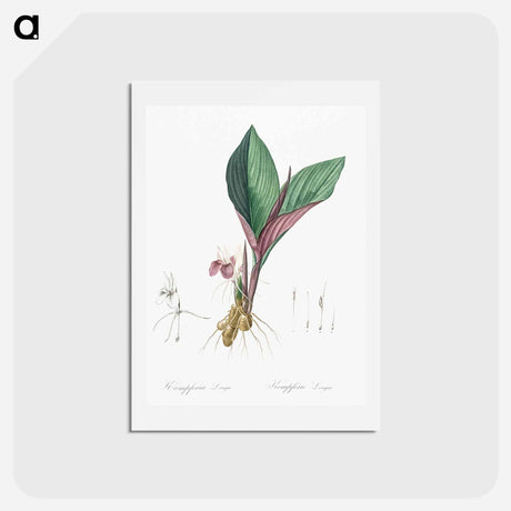 アートポストカード-Koemferia longa illustration - ピエール ジョゼフ ルドゥーテ Postcard.