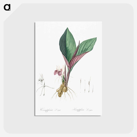 アートポストカード-Koemferia longa illustration - ピエール ジョゼフ ルドゥーテ Postcard.