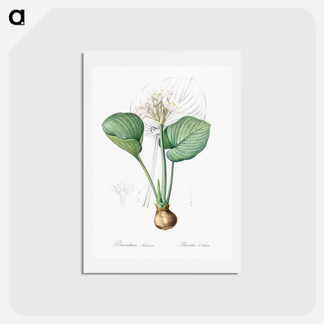 アートポストカード-Cardwell lily illustration - ピエール ジョゼフ ルドゥーテ Postcard.