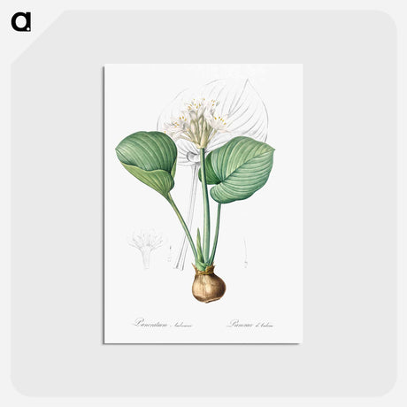 アートポストカード-Cardwell lily illustration - ピエール ジョゼフ ルドゥーテ Postcard.