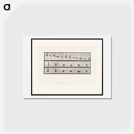アートポストカード-Cockatoo in Flight
 - エドワード マイブリッジ Postcard.