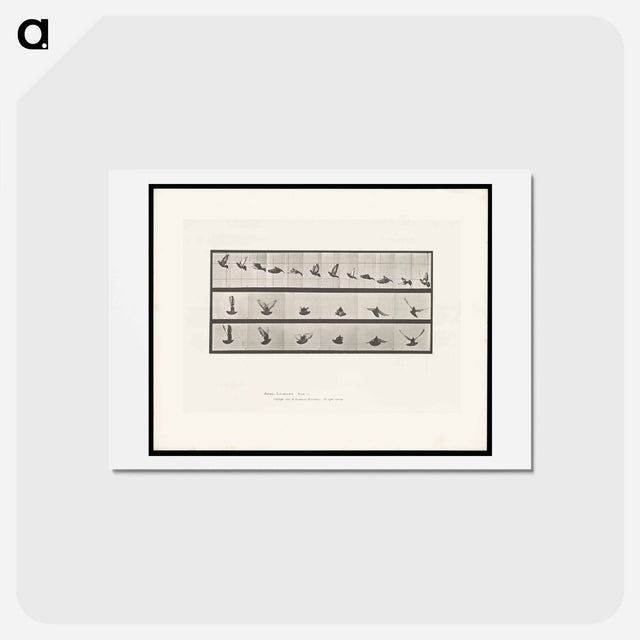 アートポストカード-Cockatoo in Flight
 - エドワード マイブリッジ Postcard.