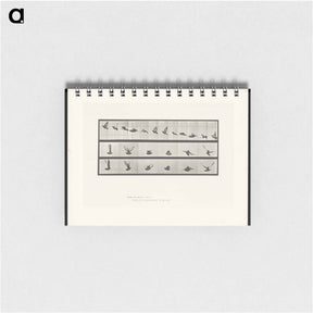 アートメモ帳-Cockatoo in Flight
 - エドワード マイブリッジ Memo.