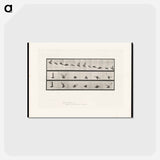 アートポストカード-Cockatoo in Flight
 - エドワード マイブリッジ Postcard.