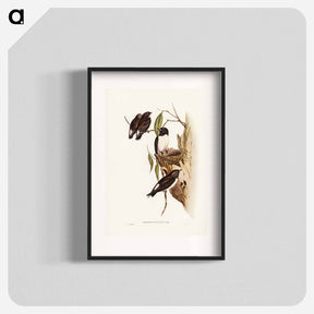 アートポスター-White-rumped Wood Swallow
 - ジョン グールド Poster.