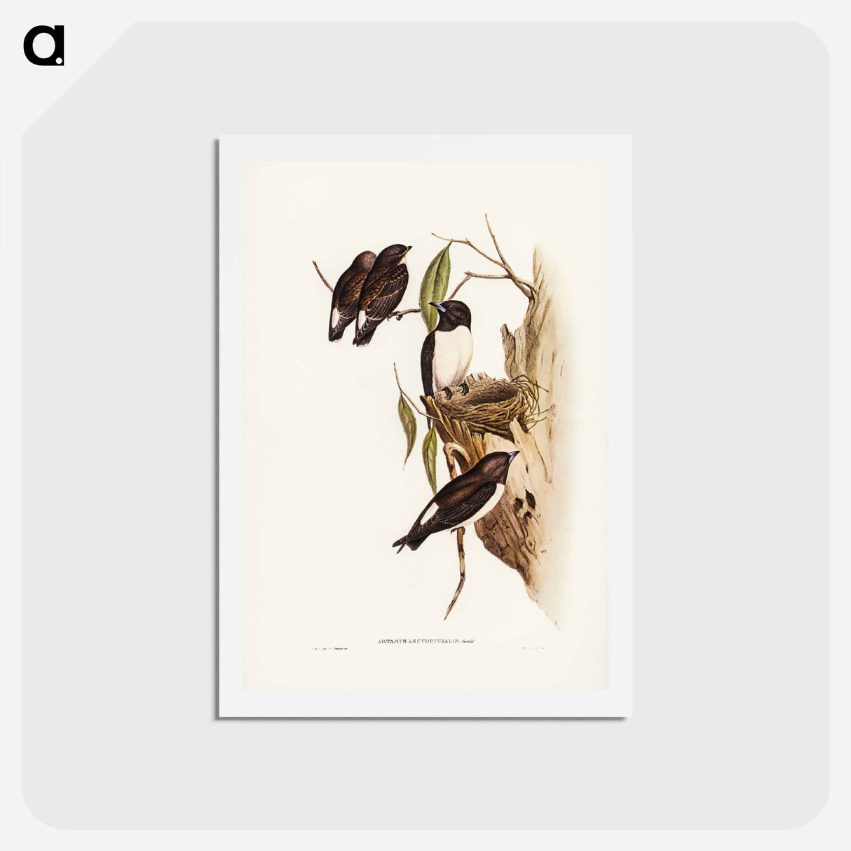 アートポストカード-White-rumped Wood Swallow
 - ジョン グールド Postcard.