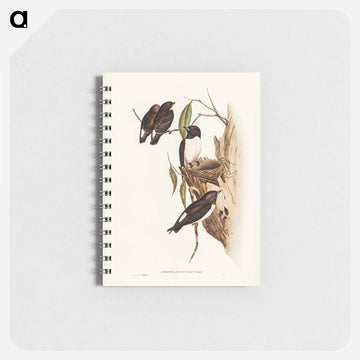 White-rumped Wood Swallow
 - ジョン グールド Memo.