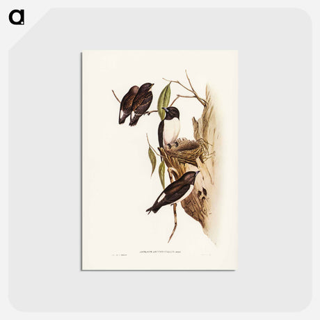 アートポストカード-White-rumped Wood Swallow
 - ジョン グールド Postcard.