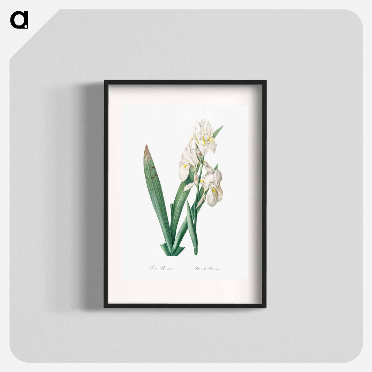 Iris florentina illustration - Pierre Joseph Redouté Poster.