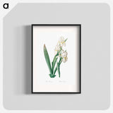 Iris florentina illustration - Pierre Joseph Redouté Poster.