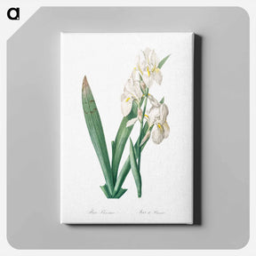 アートパネル-Iris florentina illustration - ピエール ジョゼフ ルドゥーテ Canvas.