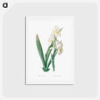 アートポストカード-Iris florentina illustration - ピエール ジョゼフ ルドゥーテ Postcard.