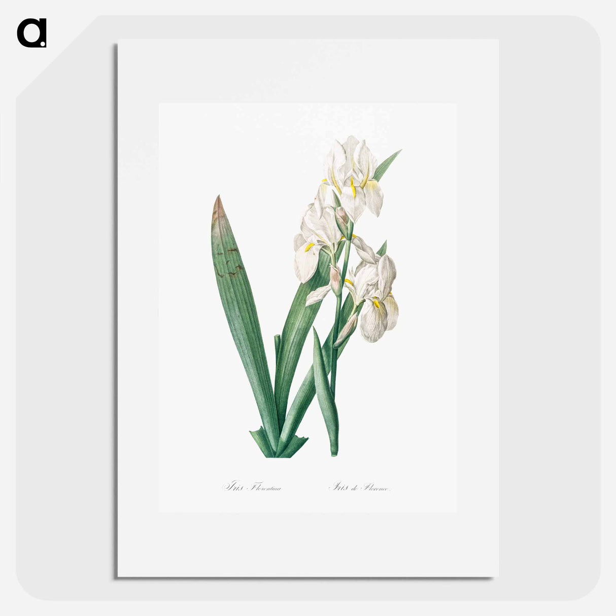 Iris florentina illustration - Pierre Joseph Redouté Poster.