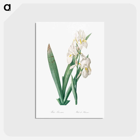 アートポストカード-Iris florentina illustration - ピエール ジョゼフ ルドゥーテ Postcard.