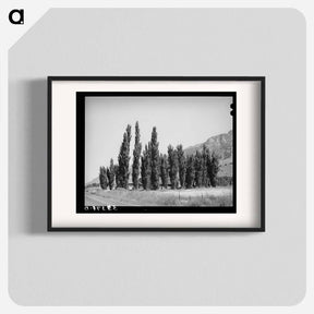 アートポスター-Lombardy Poplars, Utah
 - ラッセル リー Poster.