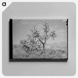 アートパネル-Lombardy Poplars, Utah
 - ラッセル リー Canvas.