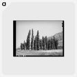 アートポストカード-Lombardy Poplars, Utah
 - ラッセル リー Postcard.