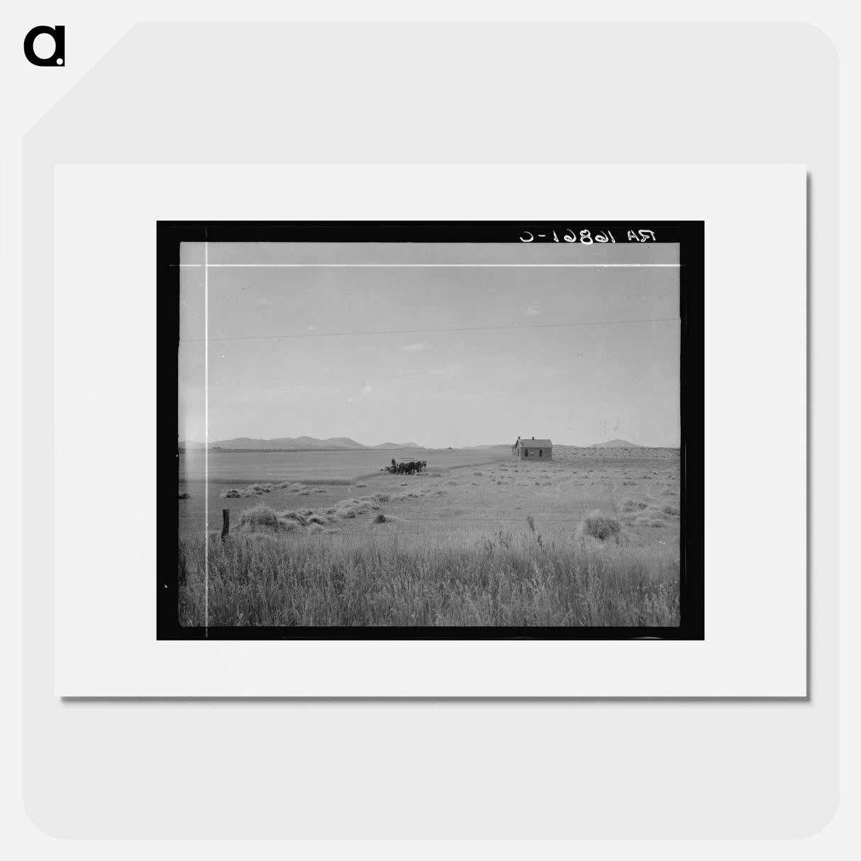 Abandoned tenant house and large-scale wheat field near Kincaid, Texas - ドロテア ラング Poster.