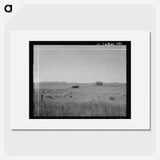 Abandoned tenant house and large-scale wheat field near Kincaid, Texas - ドロテア ラング Poster.