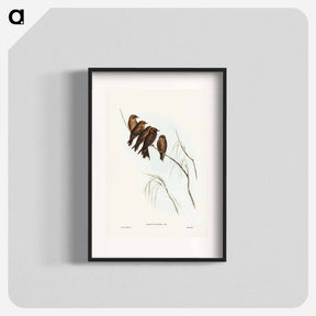 アートポスター-Little Wood Swallow
 - ジョン グールド Poster.