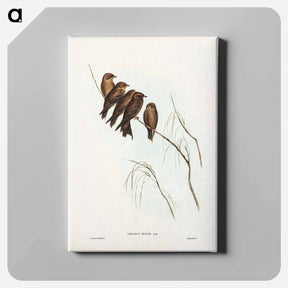 アートパネル-Little Wood Swallow
 - ジョン グールド Canvas.