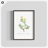 Mesembryanthemum Tortuosum (Kanna) - Pierre Joseph Redouté Poster.