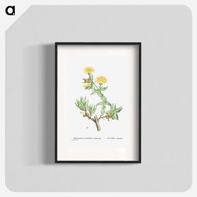 アートポスター-Mesembryanthemum Tortuosum (Kanna) - ピエール ジョゼフ ルドゥーテ Poster.