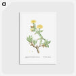 アートポストカード-Mesembryanthemum Tortuosum (Kanna) - ピエール ジョゼフ ルドゥーテ Postcard.