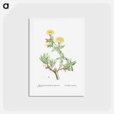 アートポストカード-Mesembryanthemum Tortuosum (Kanna) - ピエール ジョゼフ ルドゥーテ Postcard.