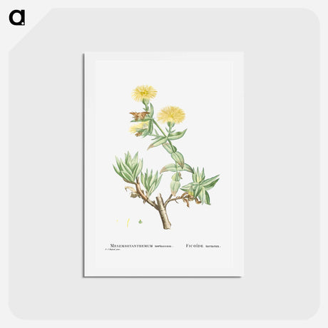 アートポストカード-Mesembryanthemum Tortuosum (Kanna) - ピエール ジョゼフ ルドゥーテ Postcard.