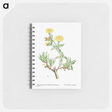 Mesembryanthemum Tortuosum (Kanna) - ピエール ジョゼフ ルドゥーテ Memo.
