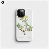 Mesembryanthemum Tortuosum (Kanna) - ピエール ジョゼフ ルドゥーテ Phone Case.