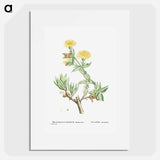 Mesembryanthemum Tortuosum (Kanna) - Pierre Joseph Redouté Poster.