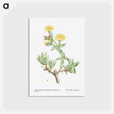 アートポストカード-Mesembryanthemum Tortuosum (Kanna) - ピエール ジョゼフ ルドゥーテ Postcard.