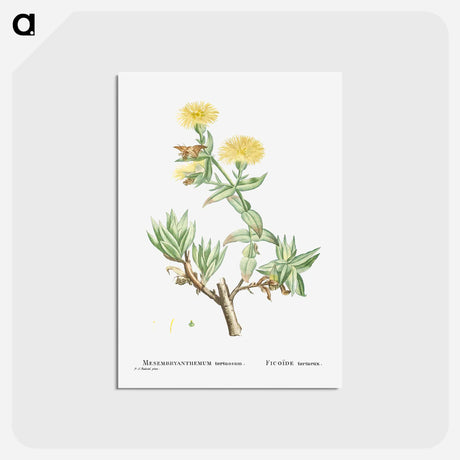 アートポストカード-Mesembryanthemum Tortuosum (Kanna) - ピエール ジョゼフ ルドゥーテ Postcard.