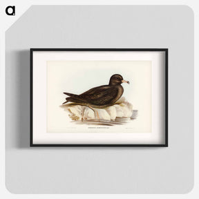 アートポスター-Fleshy-footed Petrel
 - ジョン グールド Poster.