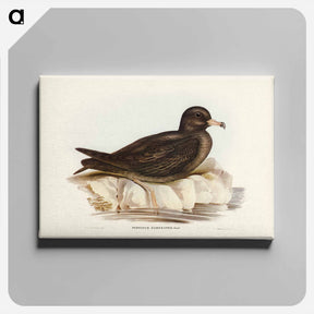 アートパネル-Fleshy-footed Petrel
 - ジョン グールド Canvas.