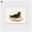 アートポストカード-Fleshy-footed Petrel
 - ジョン グールド Postcard.