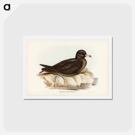 アートポストカード-Fleshy-footed Petrel
 - ジョン グールド Postcard.