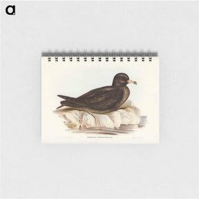 アートメモ帳-Fleshy-footed Petrel
 - ジョン グールド Memo.