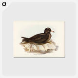 アートポストカード-Fleshy-footed Petrel
 - ジョン グールド Postcard.