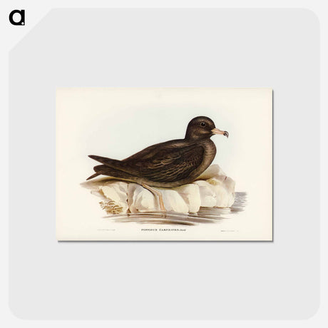 アートポストカード-Fleshy-footed Petrel
 - ジョン グールド Postcard.