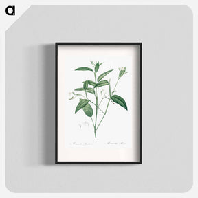 アートポスター-Maranta arundinacea illustration - ピエール ジョゼフ ルドゥーテ Poster.
