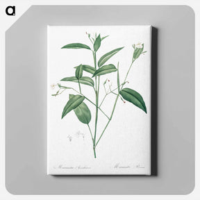 アートパネル-Maranta arundinacea illustration - ピエール ジョゼフ ルドゥーテ Canvas.