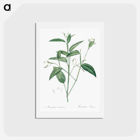 アートポストカード-Maranta arundinacea illustration - ピエール ジョゼフ ルドゥーテ Postcard.