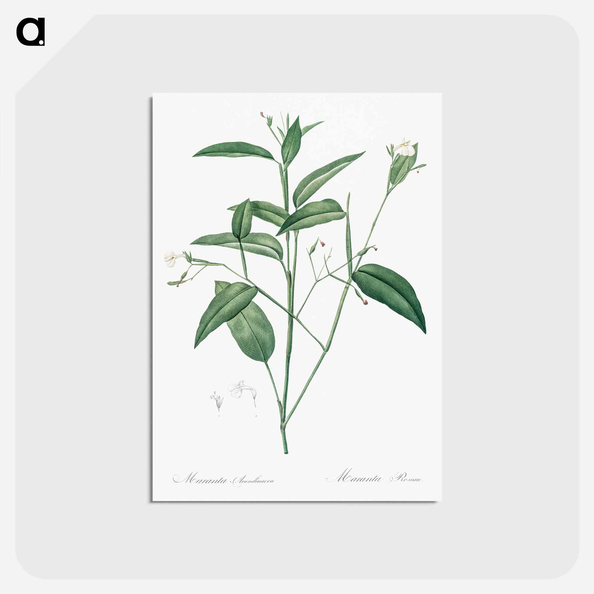 アートポストカード-Maranta arundinacea illustration - ピエール ジョゼフ ルドゥーテ Postcard.