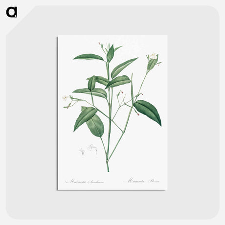 アートポストカード-Maranta arundinacea illustration - ピエール ジョゼフ ルドゥーテ Postcard.