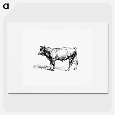 アートポスター-Cow from The Austro-Hungarian Monarchy In Speech And Image
 - 大英図書館 Poster.